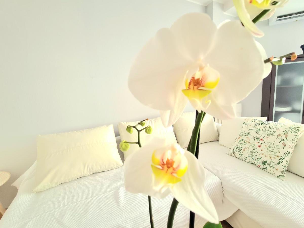 Apartment Aa Guest - El Mono De Eco